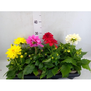 Dahlia DE 'Labella Medio'   ...mix