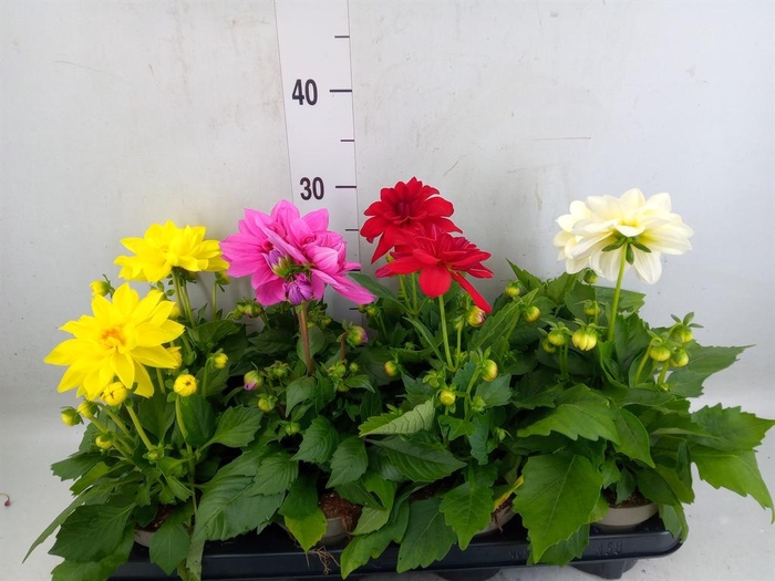 <h4>Dahlia DE 'Labella Medio'   ...mix</h4>