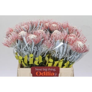 LEUCOSPERMUM  'NAOMI' COLORED