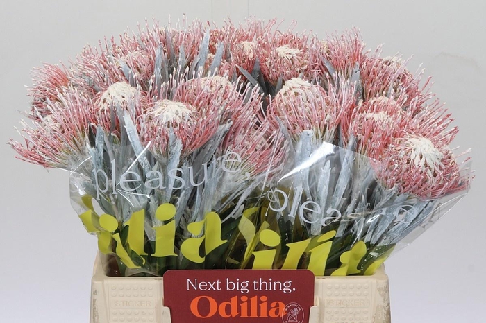 <h4>LEUCOSPERMUM  'NAOMI' COLORED</h4>