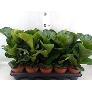 Ficus lyrata 'Bambino'
