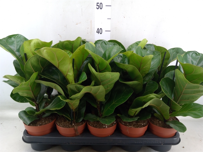 <h4>Ficus lyrata 'Bambino'</h4>