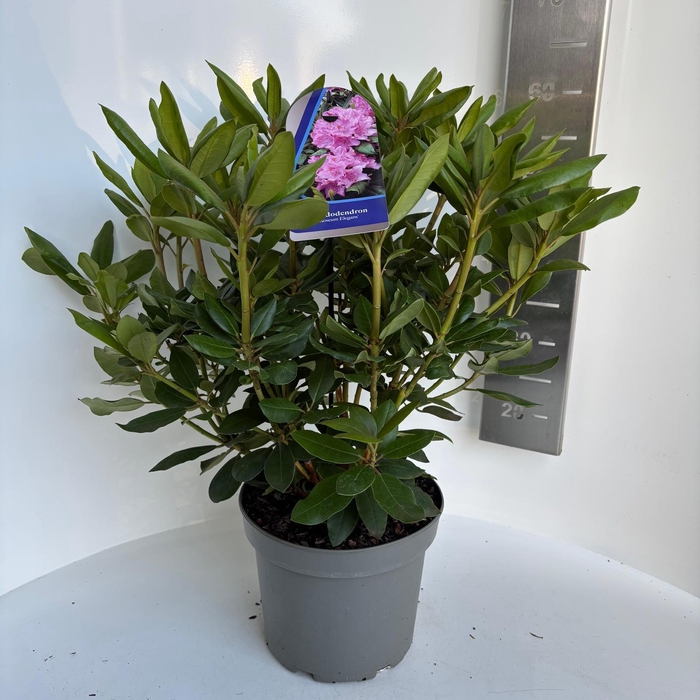 <h4>Rhododendron 'Roseum Elegans'</h4>