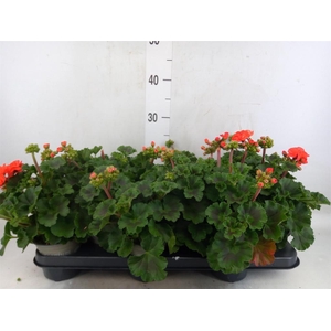 Pelargonium zona. 'Savannah Orange'