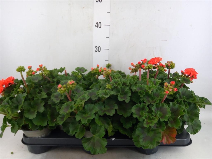 <h4>Pelargonium zona. 'Savannah Orange'</h4>