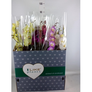 Phalaenopsis   ...mix