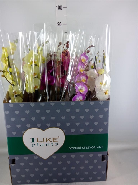 <h4>Phalaenopsis   ...mix</h4>