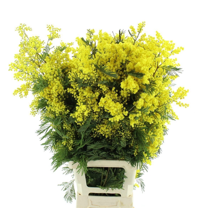 <h4>ACACIA GR RETINODES</h4>