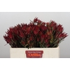 Leucadendron Blush Spray