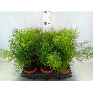 Asparagus dens. 'Sprengeri'