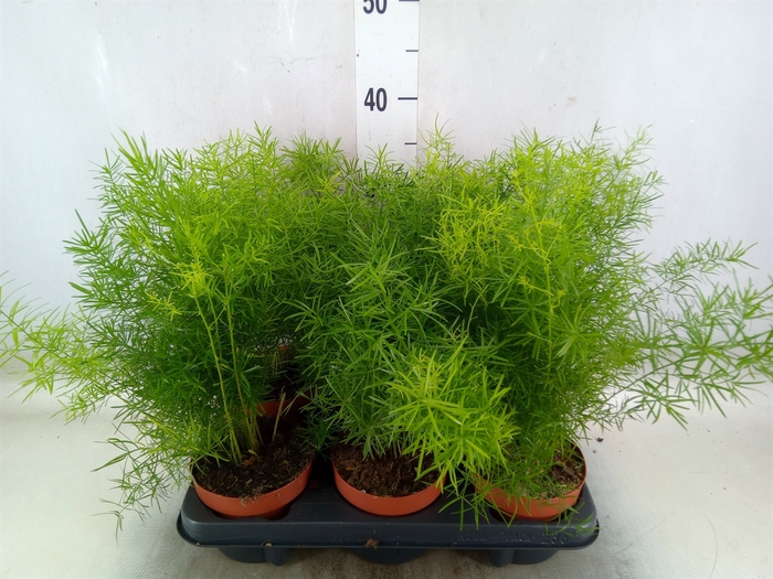 <h4>Asparagus dens. 'Sprengeri'</h4>