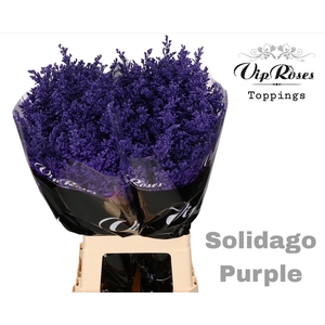 SOLIDAGO PURPLE