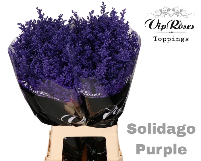 <h4>SOLIDAGO PURPLE</h4>