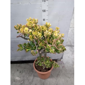 Crassula ovata 'Minor'