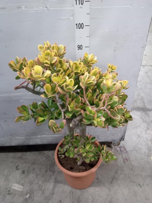 <h4>Crassula ovata 'Minor'</h4>
