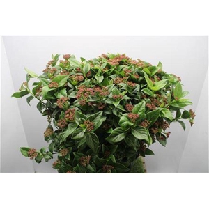 Vib Macrophilum Red X50