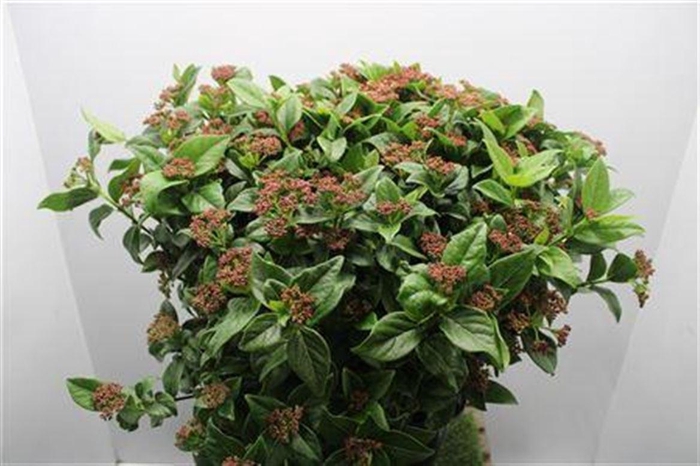 <h4>Vib Macrophilum Red X50</h4>