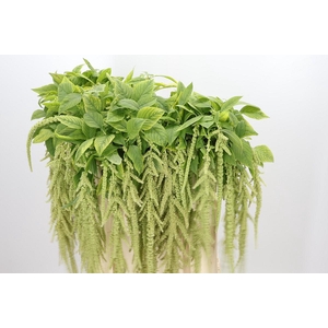 Amaranthus Caudatus Viridis