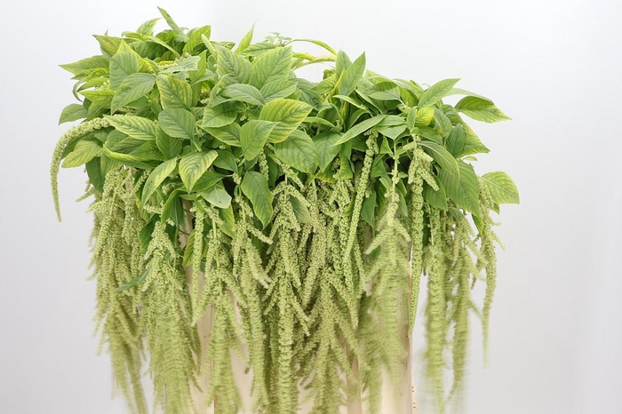 <h4>Amaranthus Caudatus Viridis</h4>