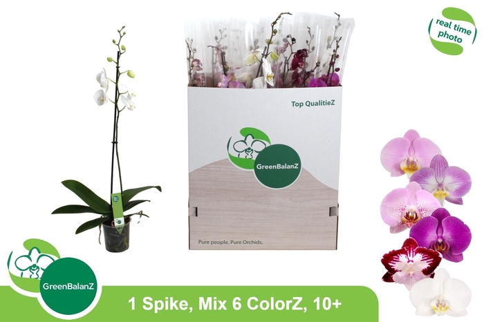 <h4>PHAL GEM 6 KL</h4>