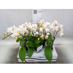 Phalaenopsis   ...mini