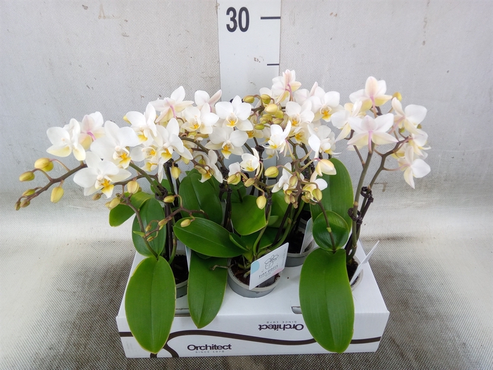 <h4>Phalaenopsis   ...mini</h4>