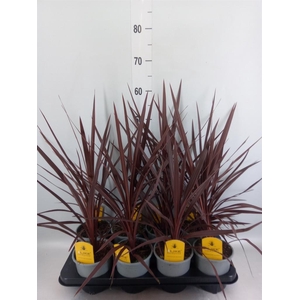 Cordyline austr. 'Red Star'
