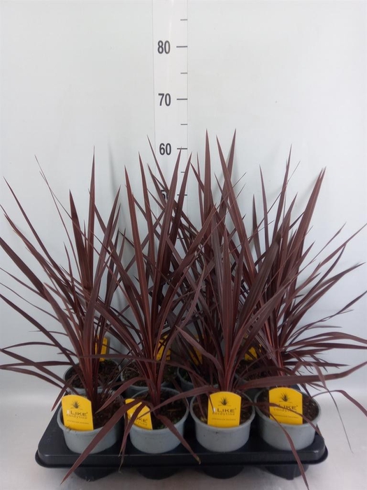 <h4>Cordyline austr. 'Red Star'</h4>