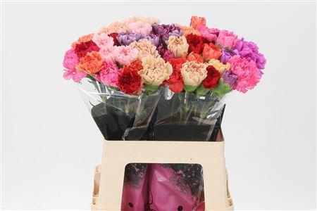 <h4>Di St Mix Standard</h4>