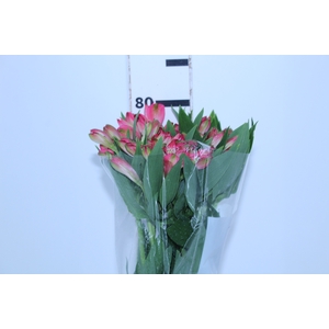 ALSTROEMERIA OVATION 080 CM