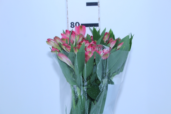ALSTROEMERIA OVATION 080 CM