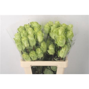 R Gr Ec Green Romance
