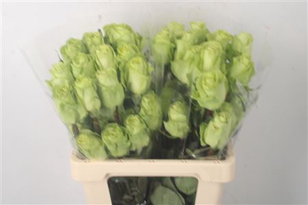 <h4>R Gr Ec Green Romance</h4>