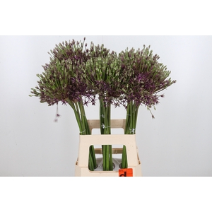 Allium Spider