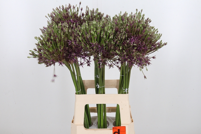 <h4>Allium Spider</h4>