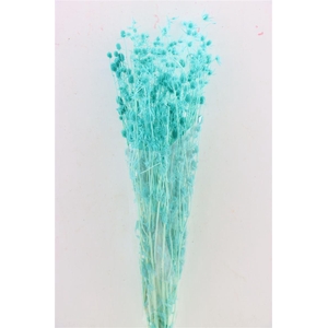 Pres Eryngium Mini Baby Blue Bunch