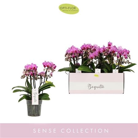 <h4>Phal Boquetto Delight 5 Spike</h4>