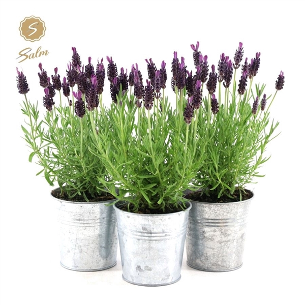 <h4>Lavandula st. 'Anouk'® Collection P10,5 in Zinc Old-Look</h4>