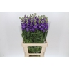 Matthiola Iron Purple