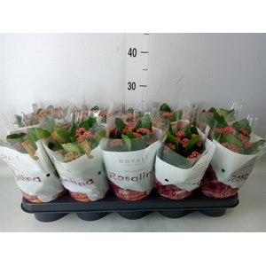 Kalanchoe blos. 'RosDon Victorio'