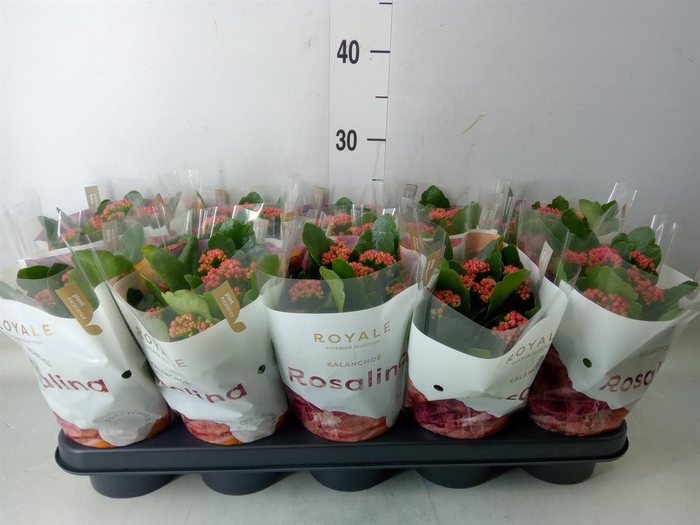 <h4>Kalanchoe blos. 'RosDon Victorio'</h4>