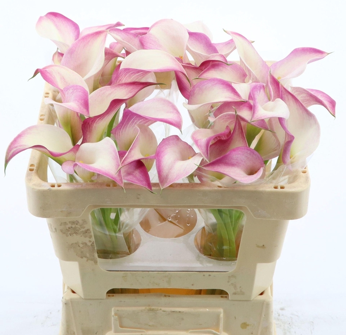 <h4>Calla Call Mario</h4>