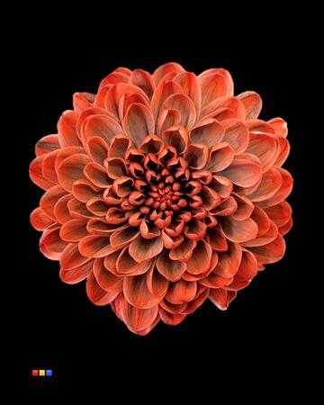 <h4>Chr T Altaj Bandito</h4>