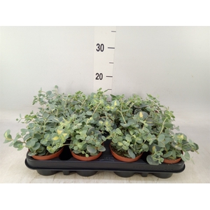 Sedum sieboldii 'Mediovariegatum'