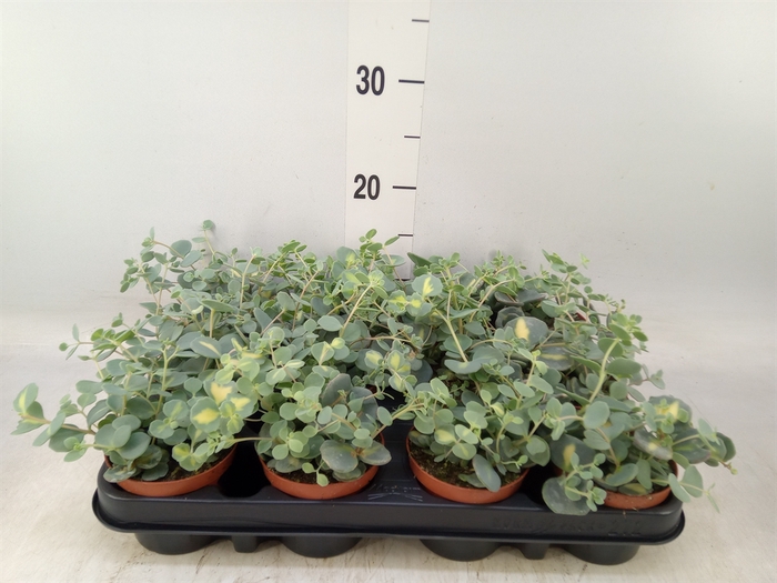 <h4>Sedum sieboldii 'Mediovariegatum'</h4>