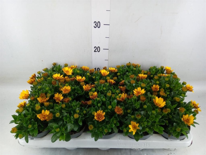 <h4>Osteospermum '3D Deep Sun'</h4>