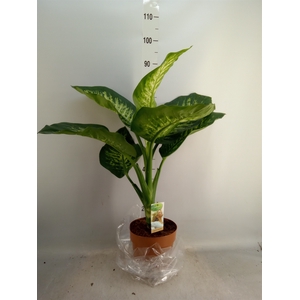 Dieffenbachia seg. 'Tropic Snow'