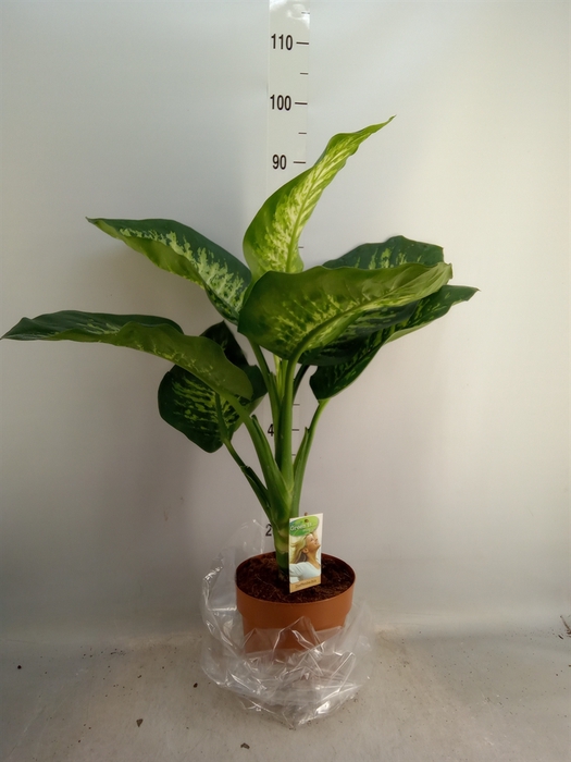 <h4>Dieffenbachia seg. 'Tropic Snow'</h4>