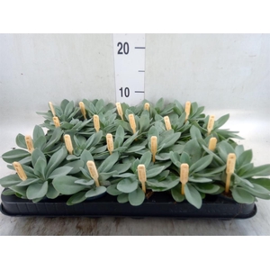 Senecio cephal. 'Mountain Fire'