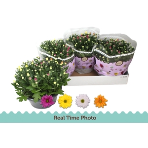 CHRYS GEM IN POT